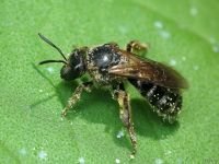 Andrena flavipes