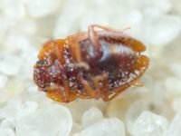 Nitidulidae