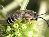 Hymenoptera