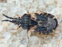 Aradus truncatus