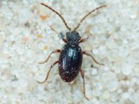 Ptinus rufipes