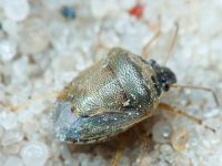Eysarcoris ventralis