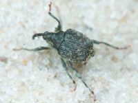 Parethelcus pollinarius