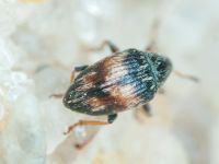 Nanophyinae