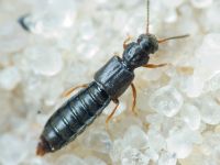 Staphylinidae