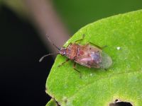 Kleidocerys resedae