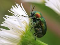Cryptocephalus (Cryptocephalus) hypochaeridis