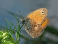Coenonympha pamphilus