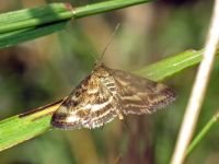 Pyrausta despicata
