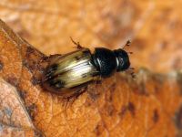 Aphodius (Chilothorax) distinctus