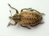 Hypera (Hypera) viciae