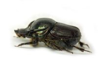 Onthophagus illyricus