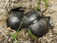 Lethrus apterus