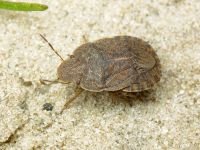 Sciocoris homalonotus