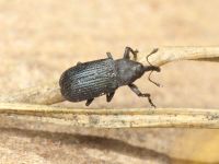 Magdalis (Magdalis) duplicata