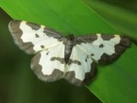 Lomaspilis marginata