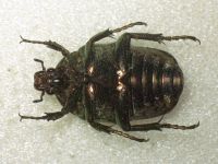 Scarabaeidae