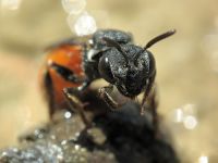 Sphecodes albilabris