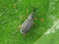 Rhopalapion longirostre