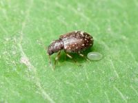 Cortinicara gibbosa