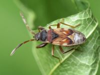 Scolopostethus thomsoni