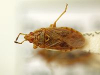 Chilacis typhae