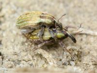 Hypera (Hypera) nigrirostris