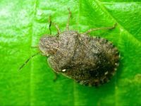 Sciocoris microphthalmus
