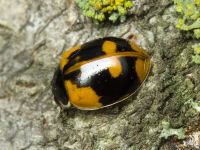 Adalia bipunctata
