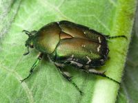Protaetia ungarica