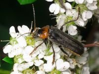 Cantharis fusca