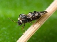 Dictyla rotundata