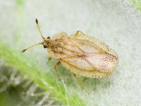 Elasmotropis testacea