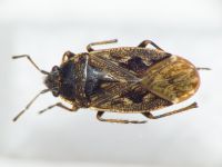 Sphragisticus nebulosus