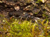 Ichneumon inquinatus