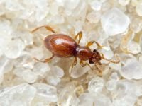 Scydmaenus hellwigii