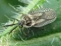 Dictyonota strichnocera