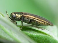 Agrilus zigzag
