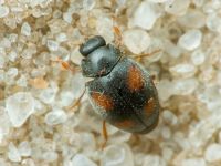 Scymnus frontalis