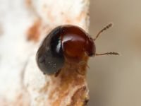 Agathidium nigripenne