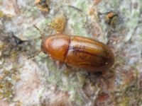 Cis castaneus