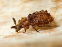 Nosodomodes diabolicus