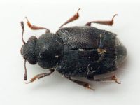 Brachyleptus