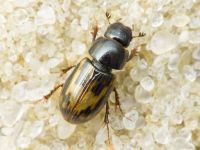 Aphodius