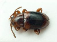 Lycoperdina succincta