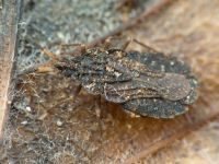 Aradus distinctus