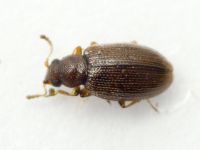 Cortinicara gibbosa