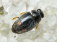 Scymniscus horioni