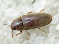 Aulonothroscus brevicollis