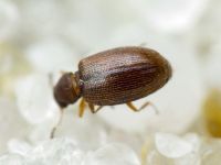 Cortinicara gibbosa